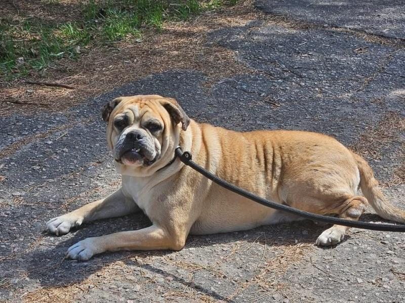 Enlarge Mackey, a ADOPTABLE mixed breed in Bancroft, ON image 4/4