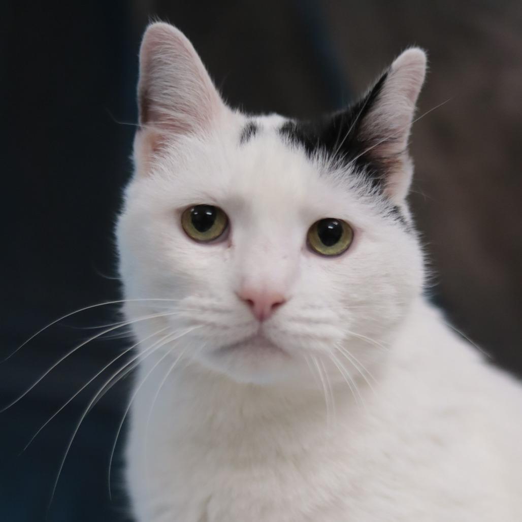 Enlarge Capaldi, a Adoptable Domestic Short Hair in Philadelphia, PA image 1/6