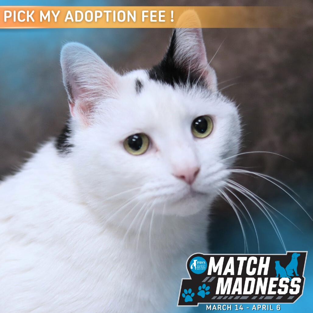 Enlarge Capaldi, a Adoptable Domestic Short Hair in Philadelphia, PA image 1/6