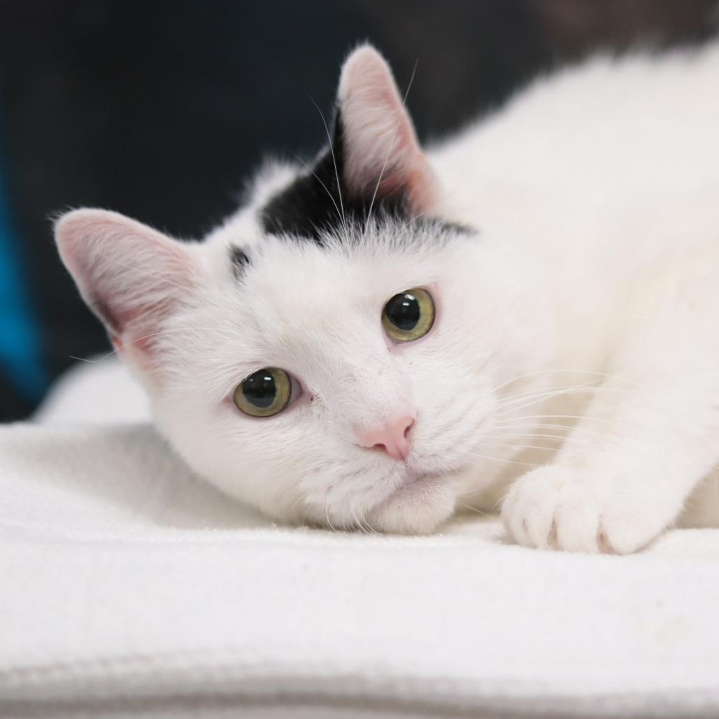 Capaldi, Adoptable, Adult Male Domestic Short Hair.