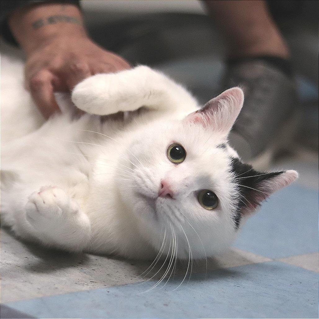 Capaldi, a Adoptable Domestic Short Hair in Philadelphia, PA image 2/6