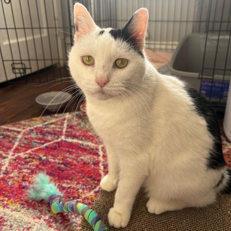 Capaldi, a Adoptable Domestic Short Hair in Philadelphia, PA image 3/6