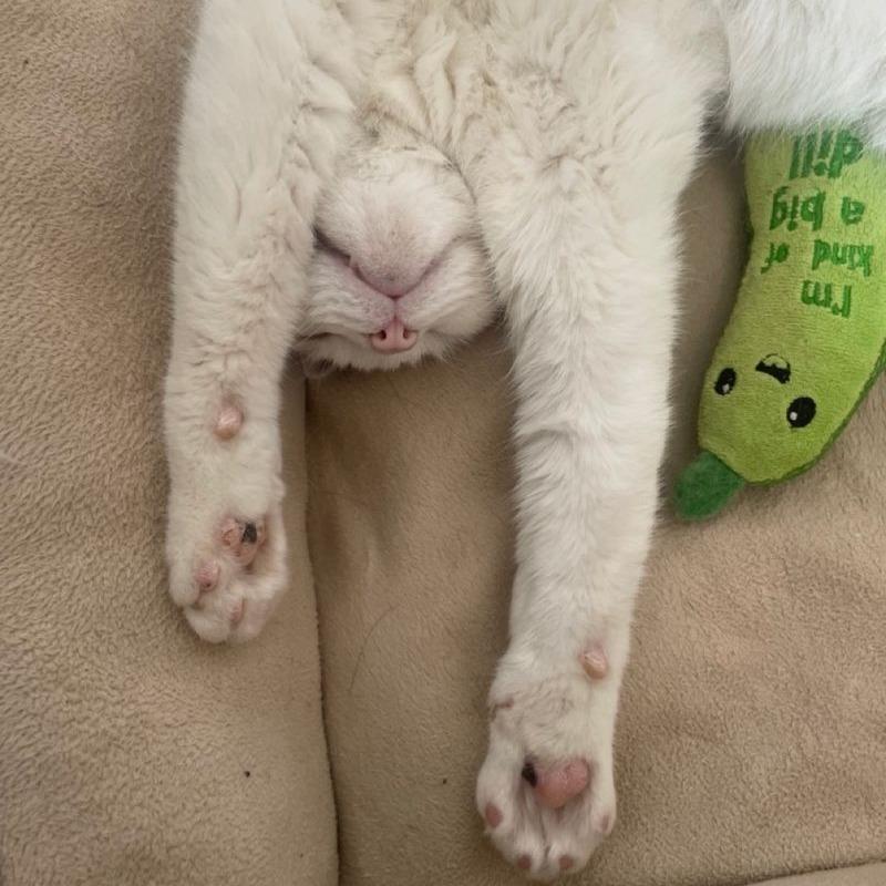 Capaldi, a Adoptable Domestic Short Hair in Philadelphia, PA image 4/6