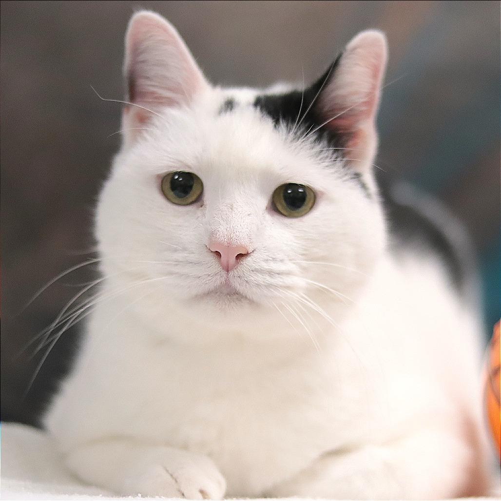 Capaldi, a Adoptable Domestic Short Hair in Philadelphia, PA image 5/6