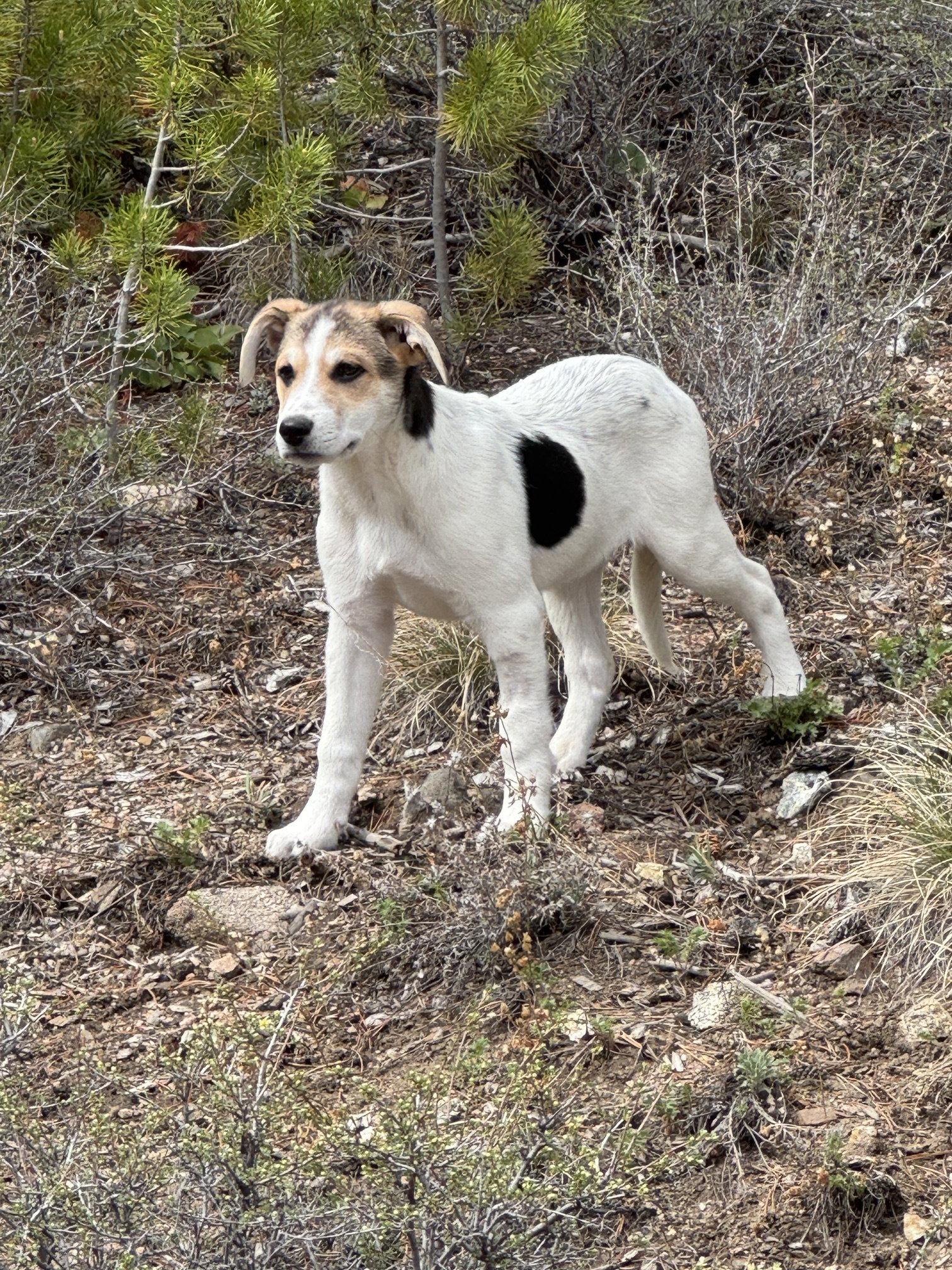 Nova, Adopted, Puppy Female Great Pyrenees & Australian Cattle Dog / Blue Heeler.