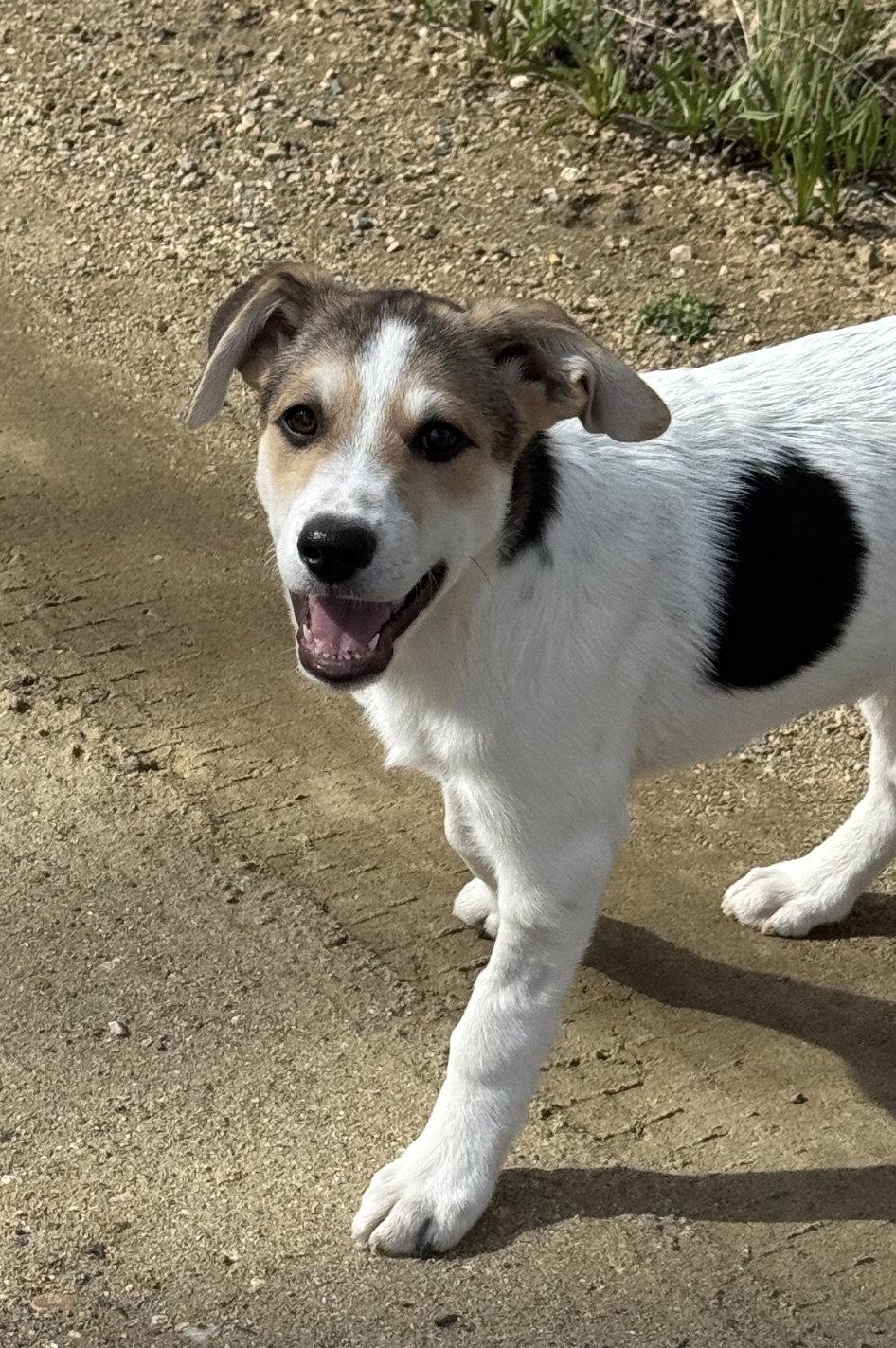 Nova, a Adopted mixed breed in Winter Park, CO image 2/2