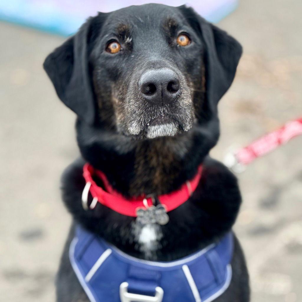 Clyde, Adoptable, Adult Male Labrador Retriever & Terrier.