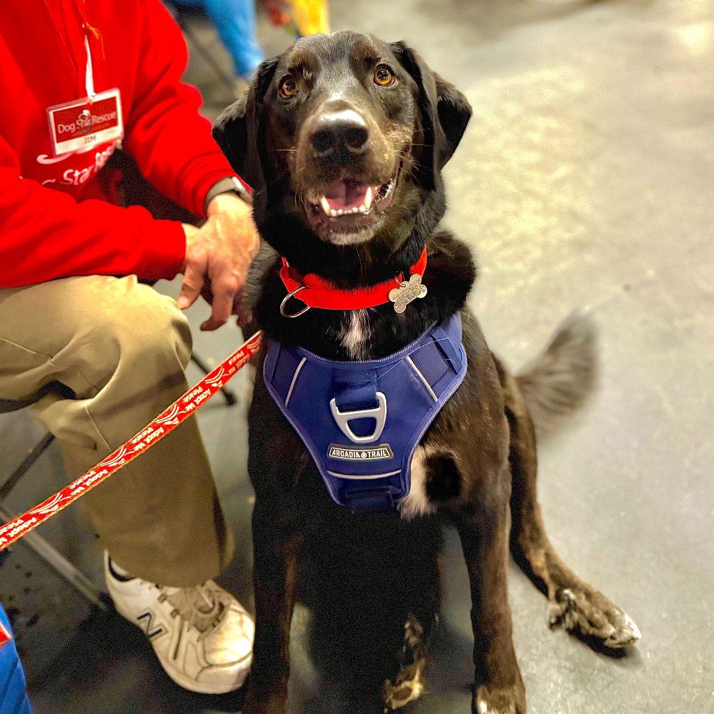 Clyde, a Adoptable mixed breed in Bloomfield, CT image 2/3