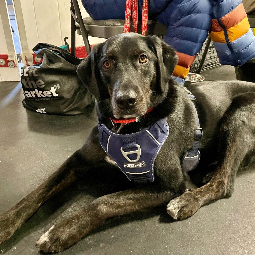 Clyde, a Adoptable mixed breed in Bloomfield, CT image 3/3