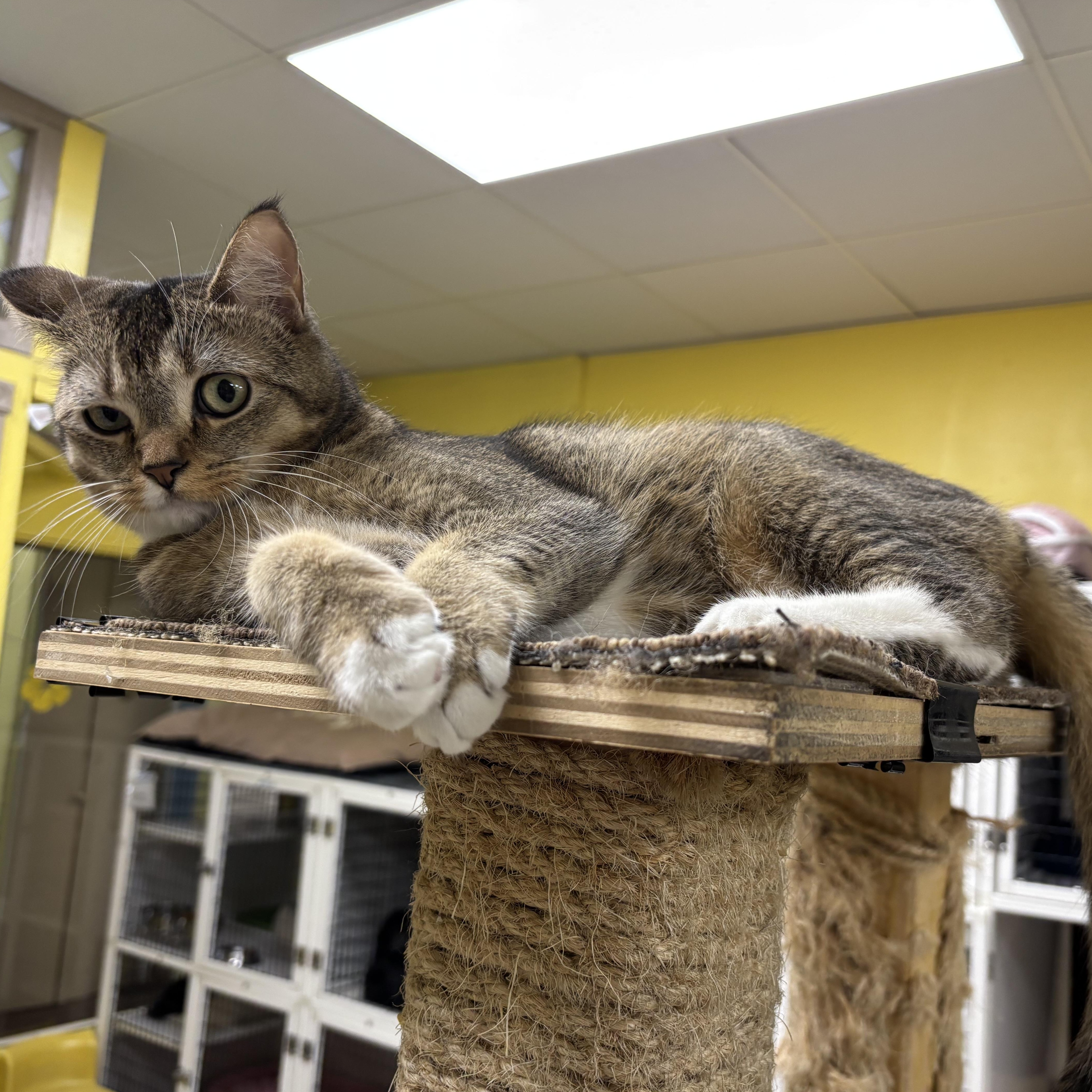 Natasha, a ADOPTABLE Domestic Short Hair in Lyndhurst, NJ image 2/2