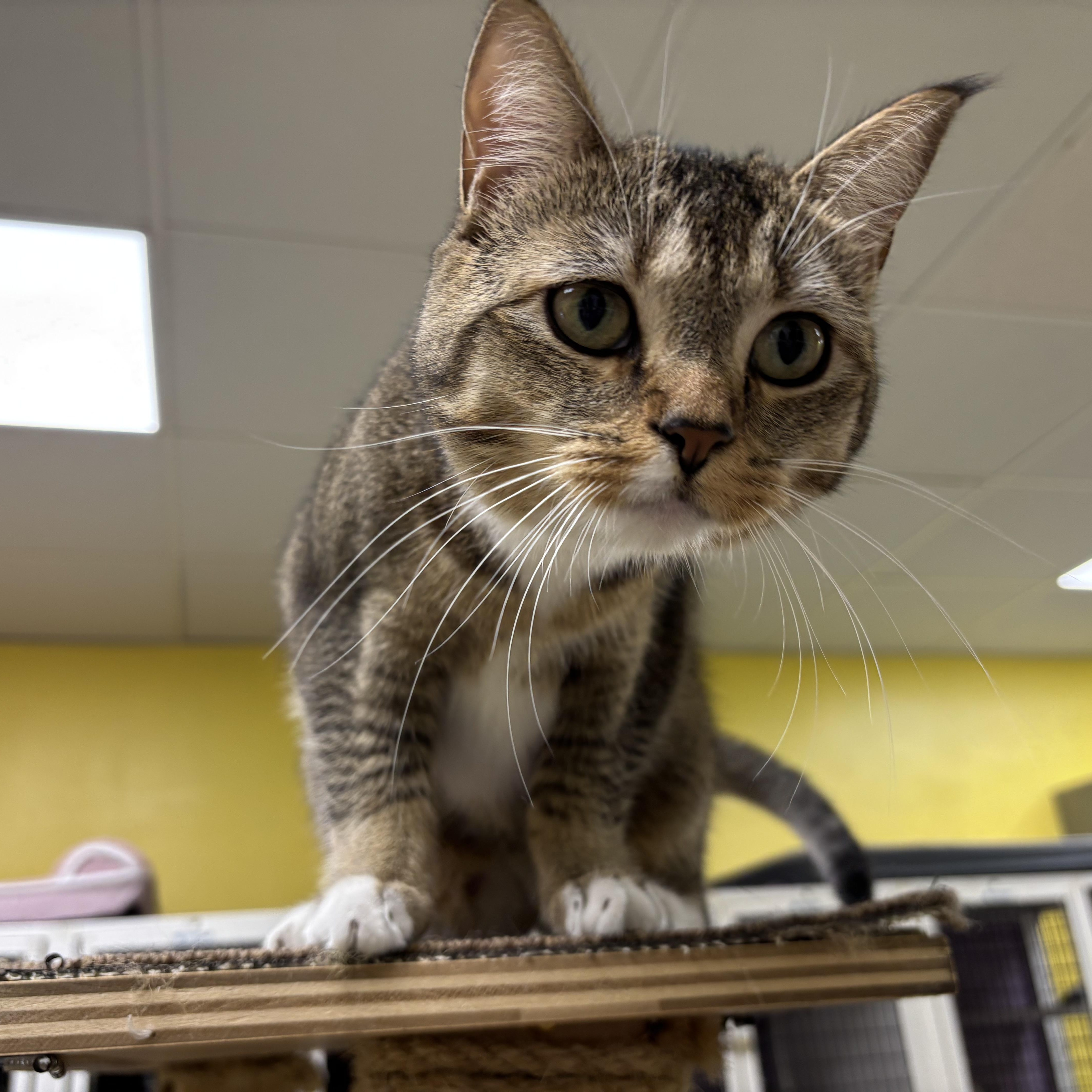 Natasha, a ADOPTABLE Domestic Short Hair in Lyndhurst, NJ image 1/2