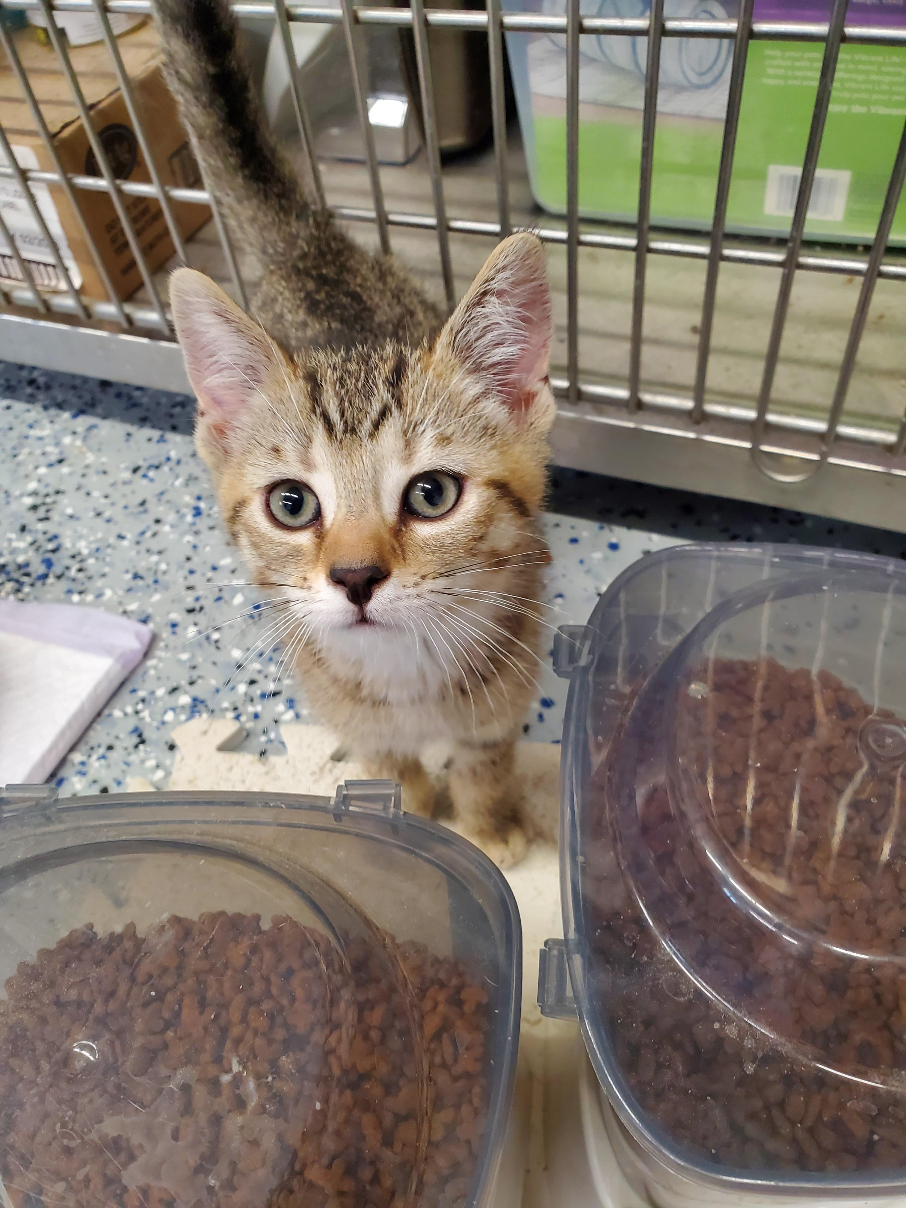 Enlarge Sally, a Adoptable mixed breed in Brighton, MI image 1/6