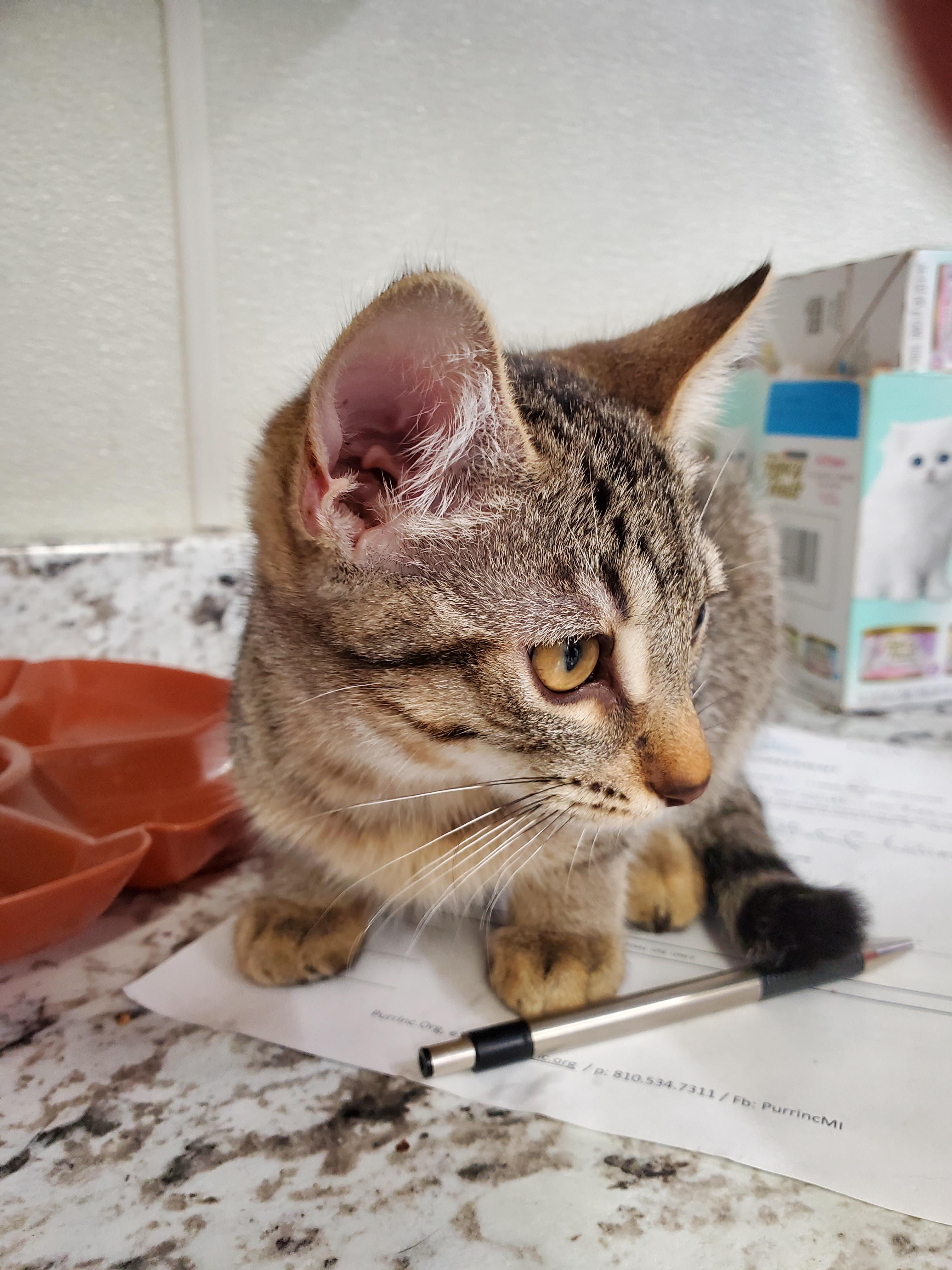 Enlarge Sally, a Adoptable mixed breed in Brighton, MI image 4/6