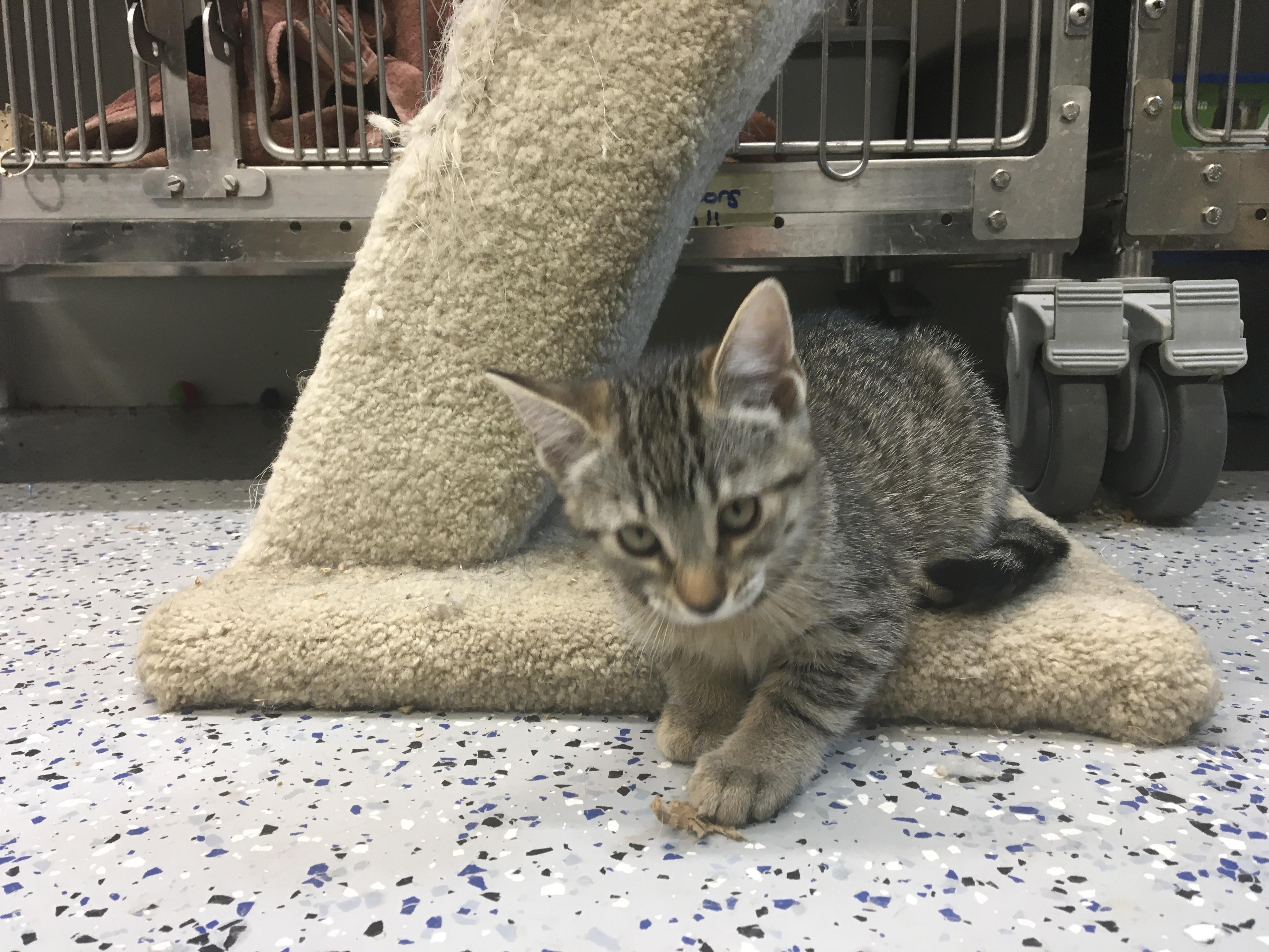 Enlarge Sally, a Adoptable mixed breed in Brighton, MI image 5/6