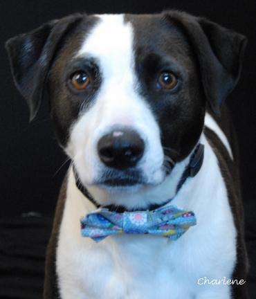 Lucy Van Pelt photo 1