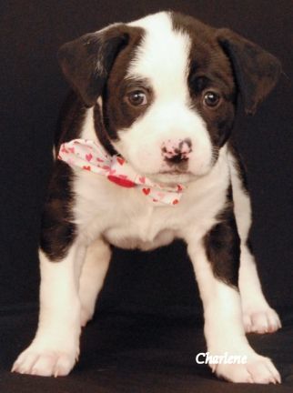 Lucy Van Pelt photo 3