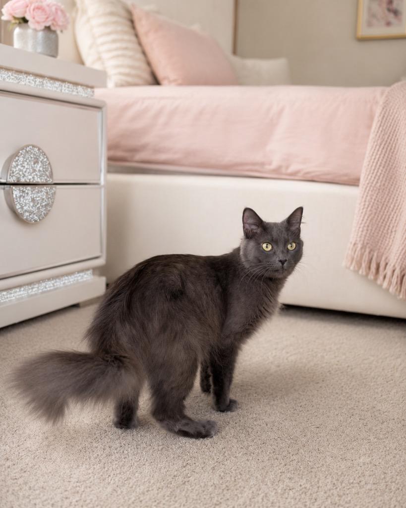 Misty, Adoptable, Young Female Domestic Short Hair.