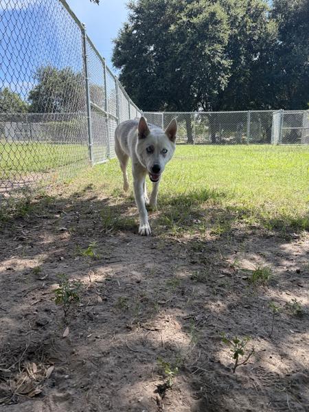 Meeko, Adoptable, Young Male Siberian Husky & Shepherd.