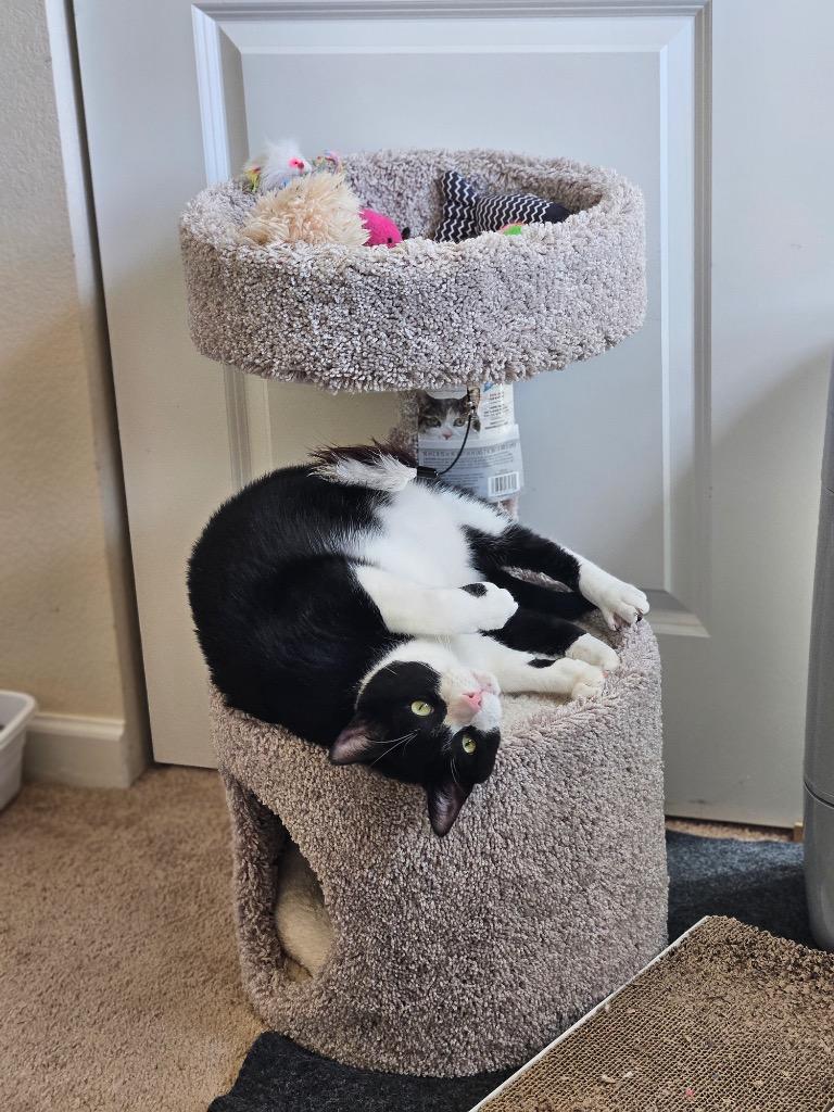 Kumamoto, Adoptable, Adult Male Domestic Short Hair.