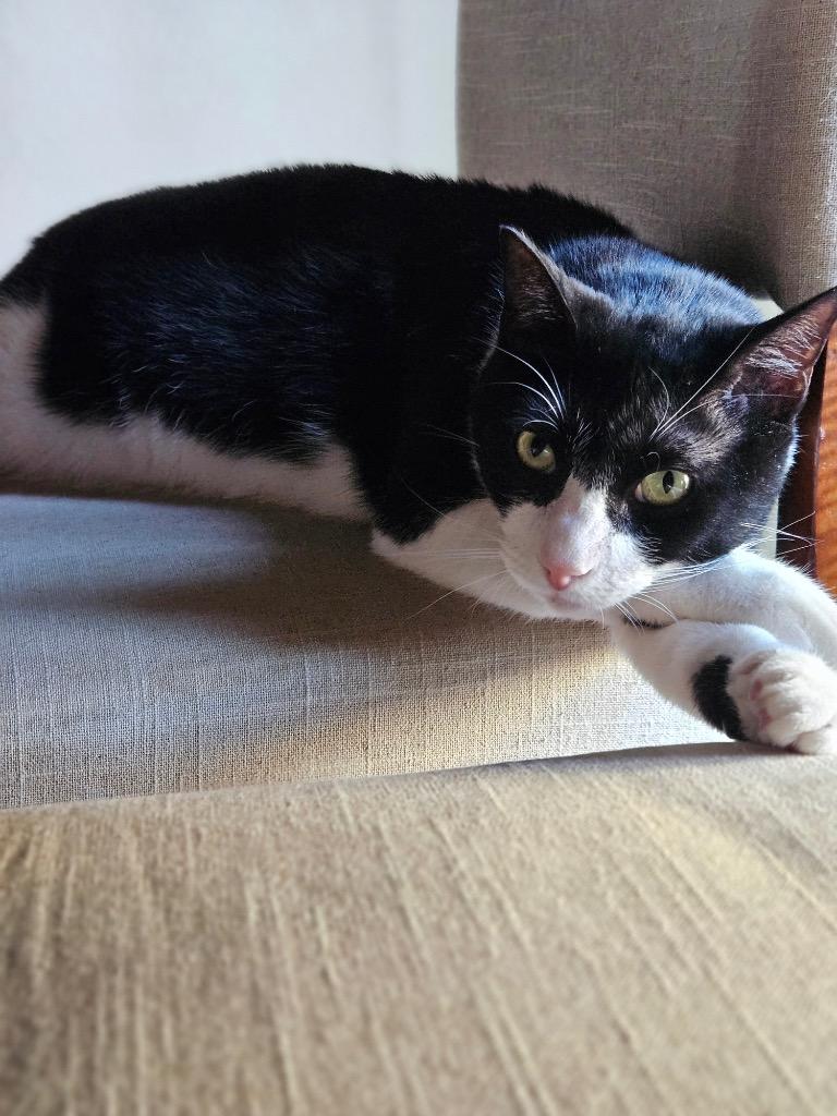 Kumamoto, a Adoptable mixed breed in Fort Lupton, CO image 2/6