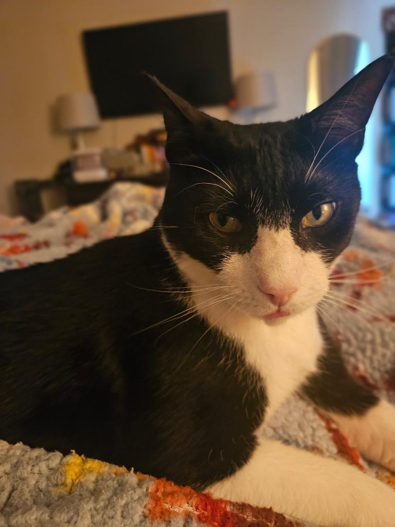 Kumamoto, a Adoptable mixed breed in Fort Lupton, CO image 5/6