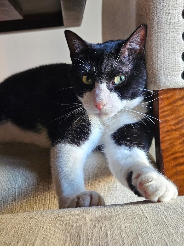 Enlarge Kumamoto, a Adoptable mixed breed in Fort Lupton, CO image 2/6