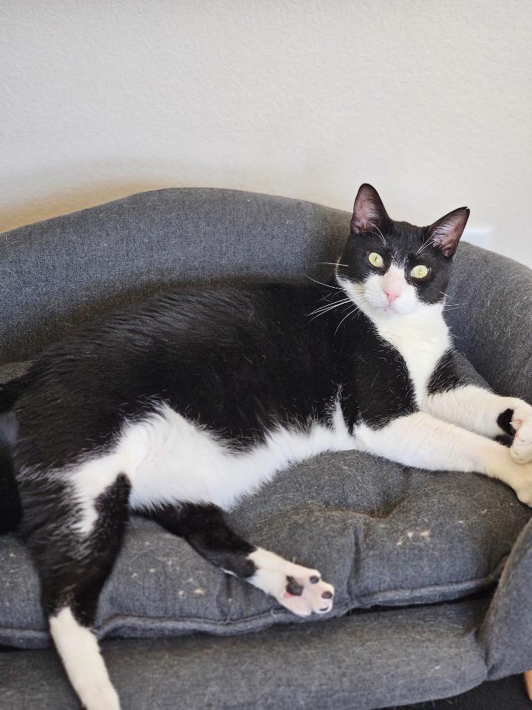 Enlarge Kumamoto, a Adoptable mixed breed in Fort Lupton, CO image 3/6