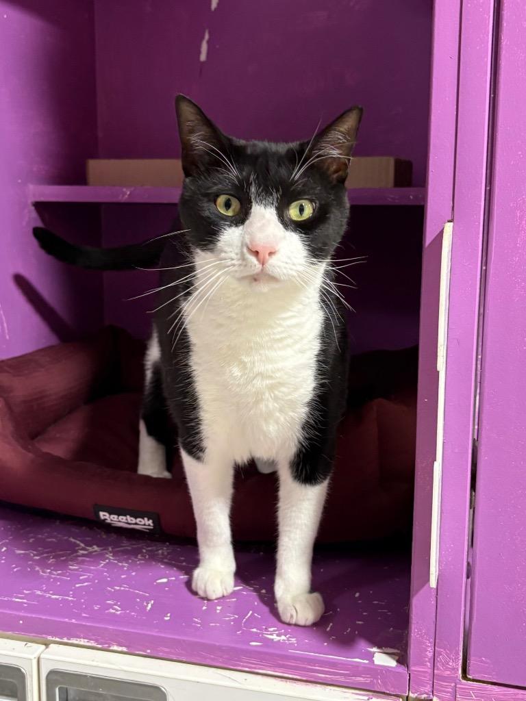 Kumamoto, a Adoptable mixed breed in Fort Lupton, CO image 6/6