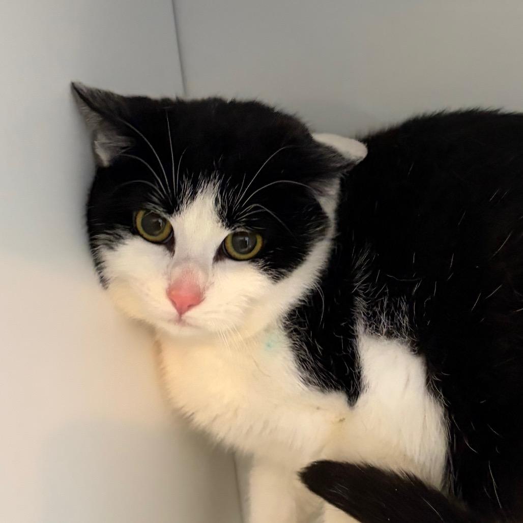 Scatter Bat — thumbnail 2