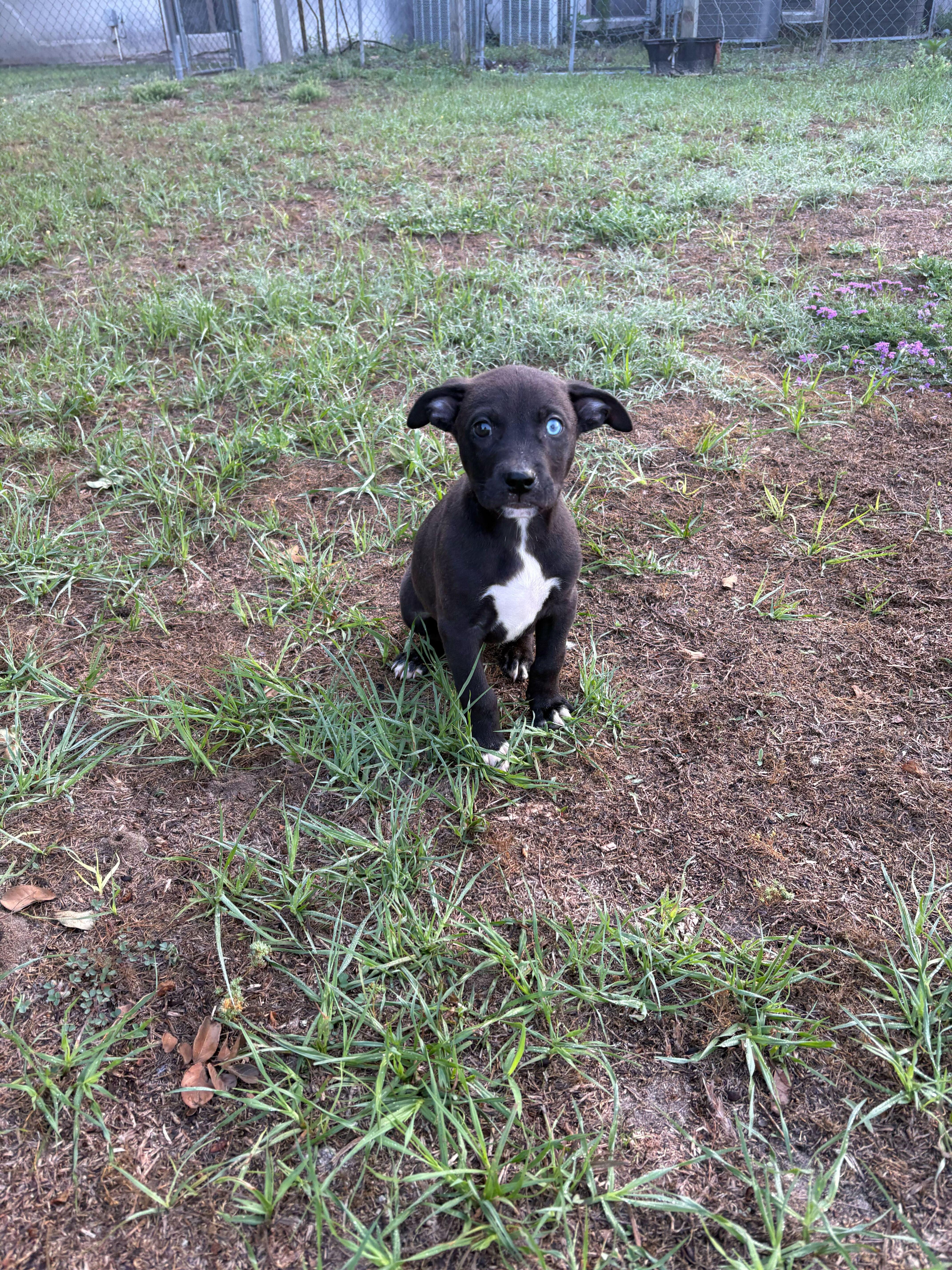 Boston, an adopted mixed breed in Valdosta, GA image 1/2