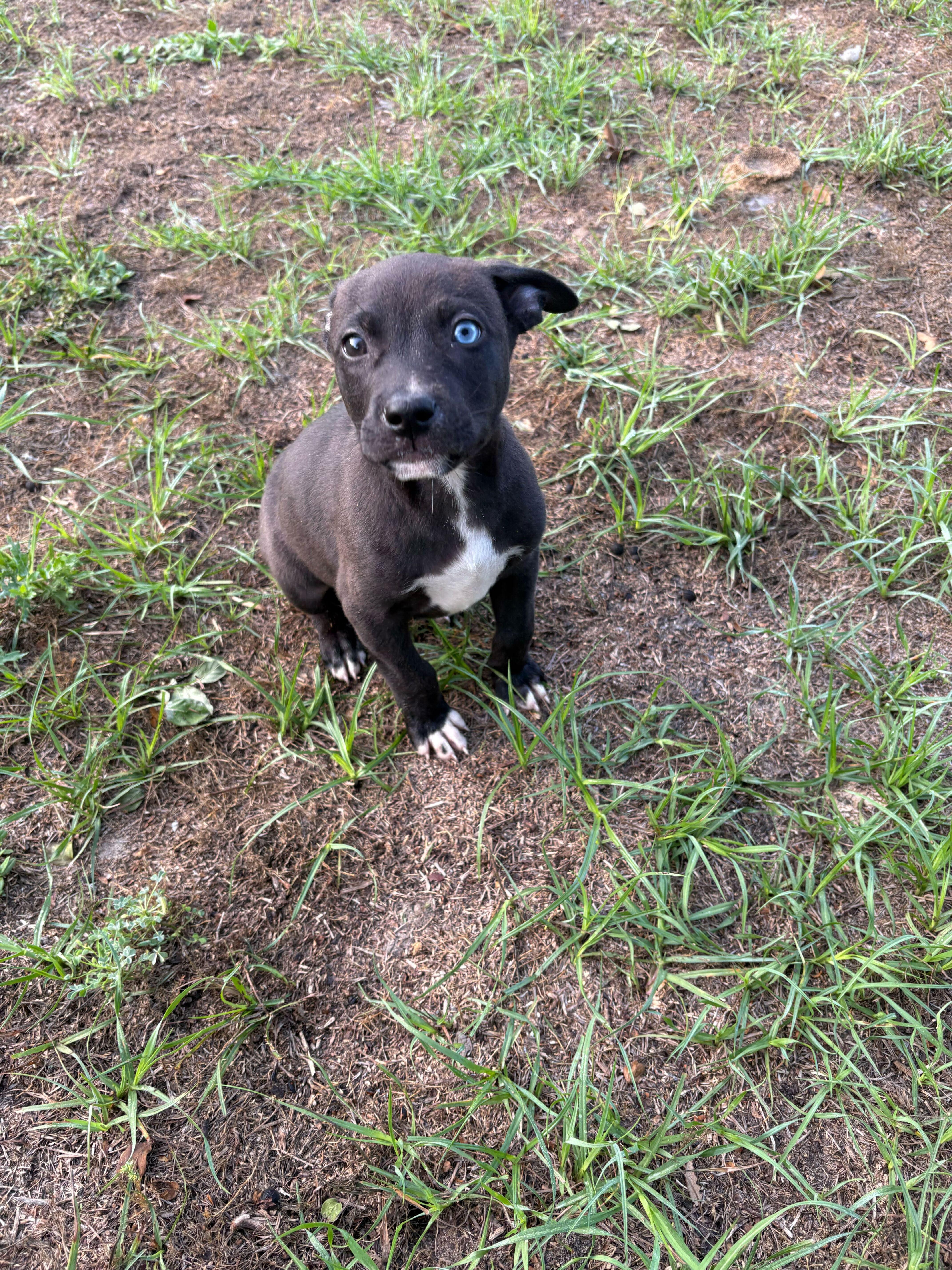 Boston, an adopted mixed breed in Valdosta, GA image 2/2