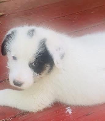 Dolly, an adopted mixed breed in Pacific, MO image 3/3