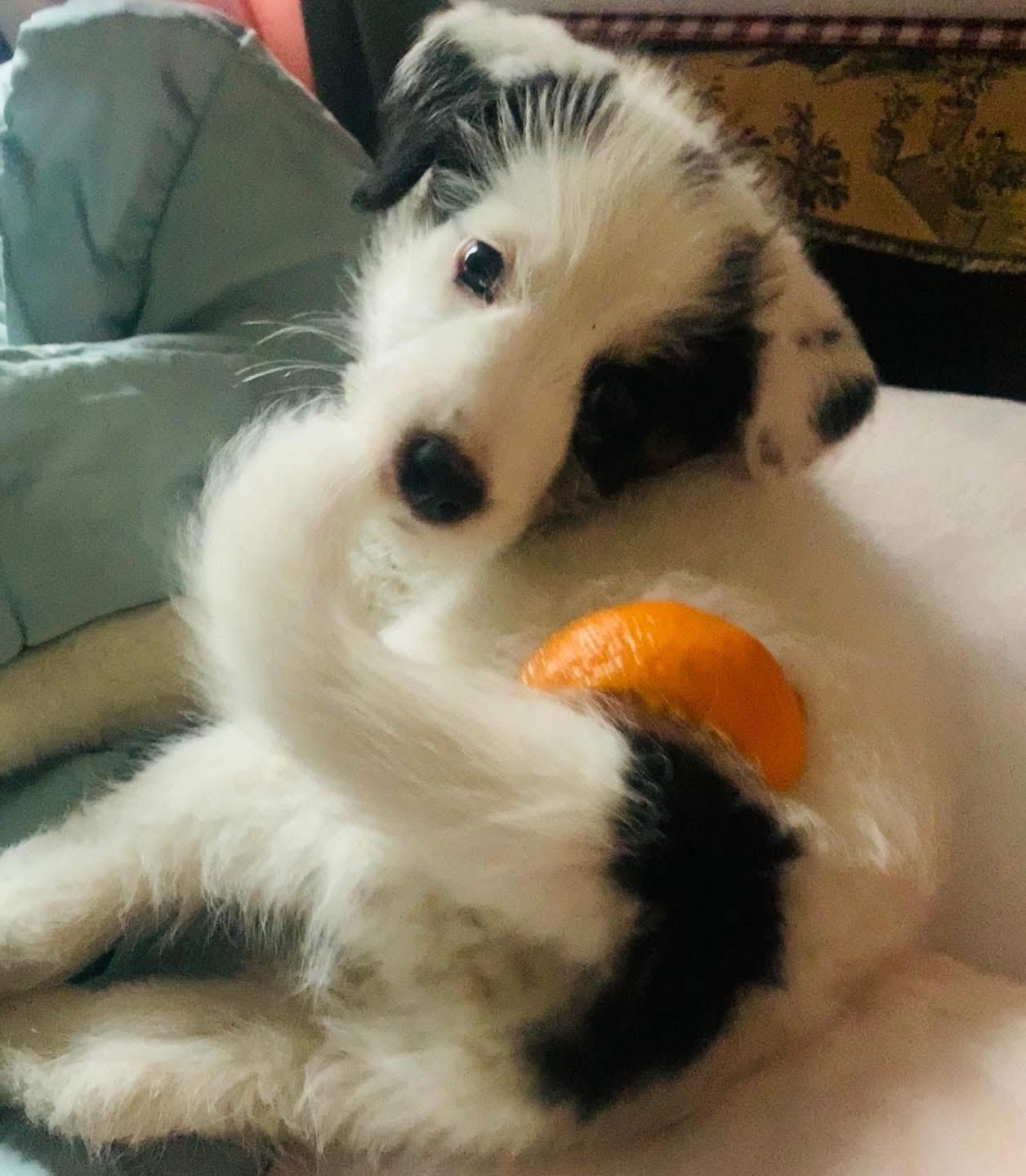 Dolly, an adopted mixed breed in Pacific, MO image 1/3