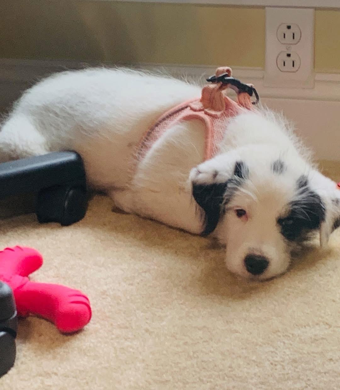 Dolly, an adopted mixed breed in Pacific, MO image 2/3