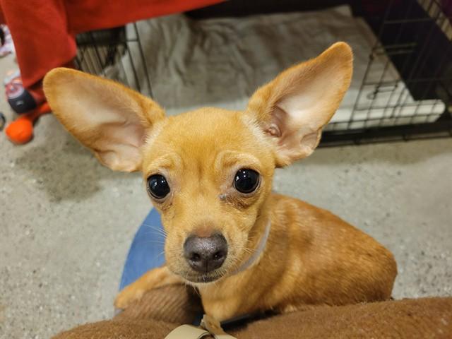 ICE CREAM, Adoptable, Young Female Chihuahua.