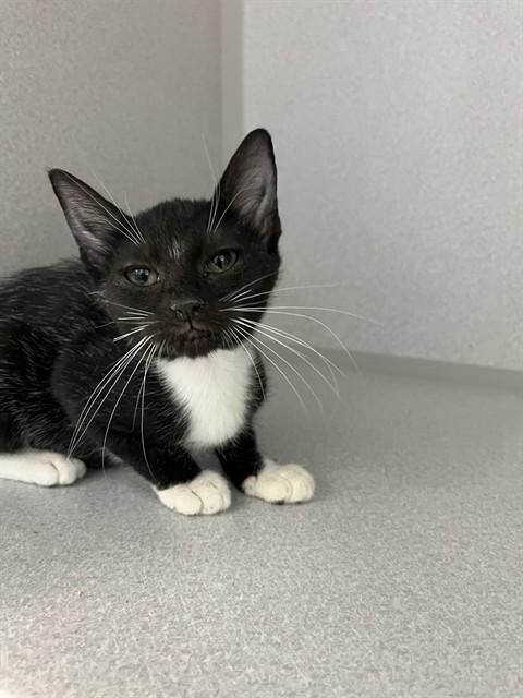 Enlarge APRIL, a Adoptable Domestic Short Hair in Bloomington, IL image 1/1