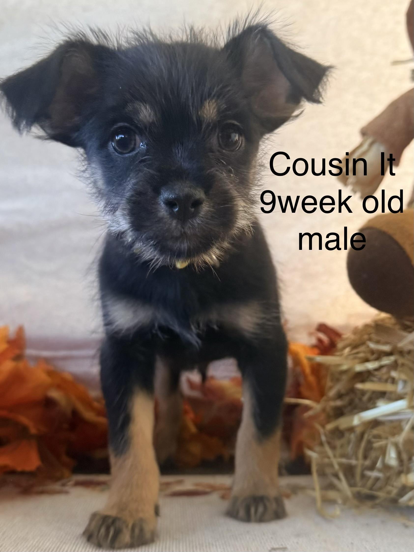 Enlarge Cousin It, a Adoptable mixed breed in valley springs, CA image 4/6