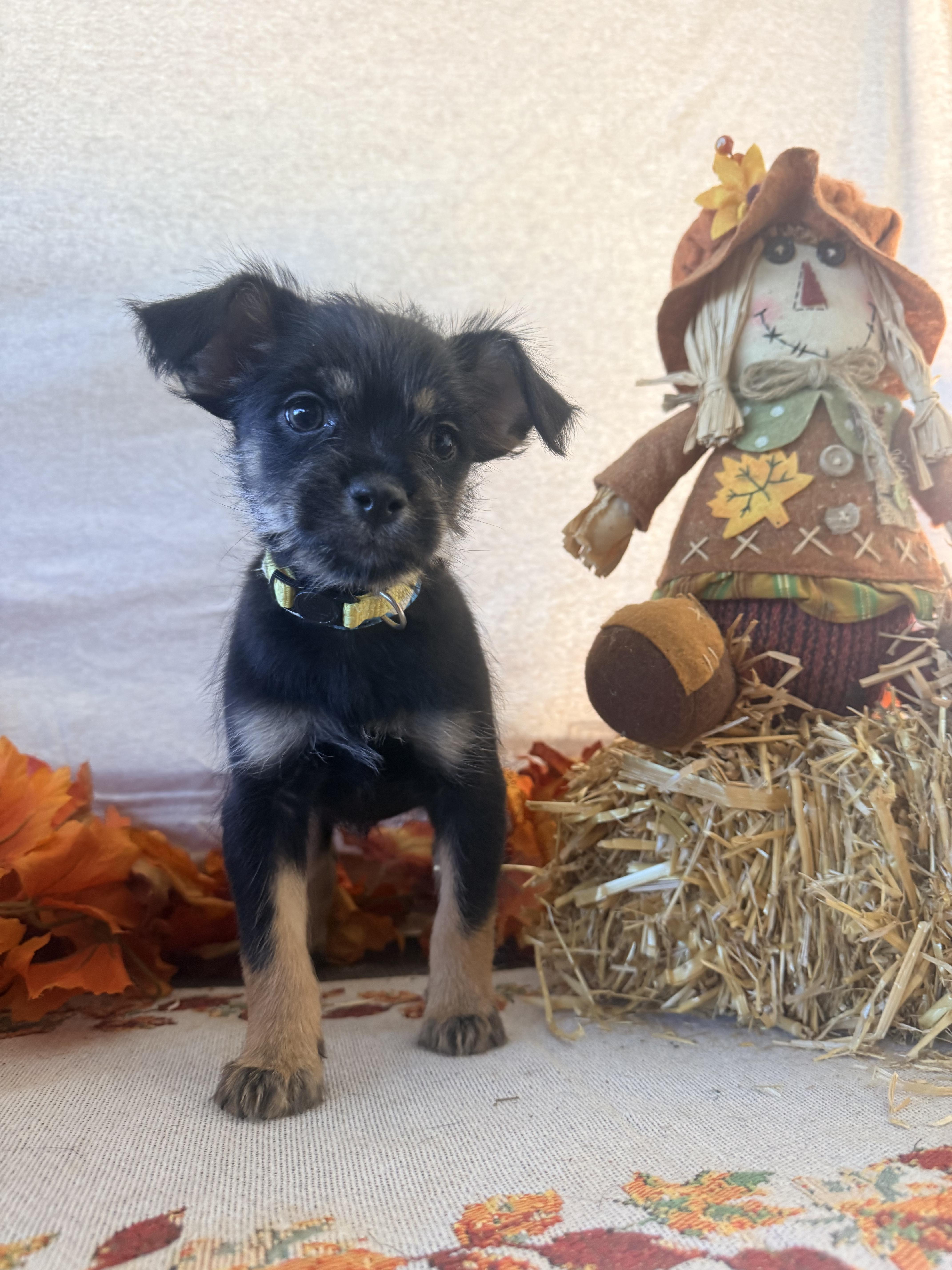 Enlarge Cousin It, a Adoptable mixed breed in valley springs, CA image 2/6