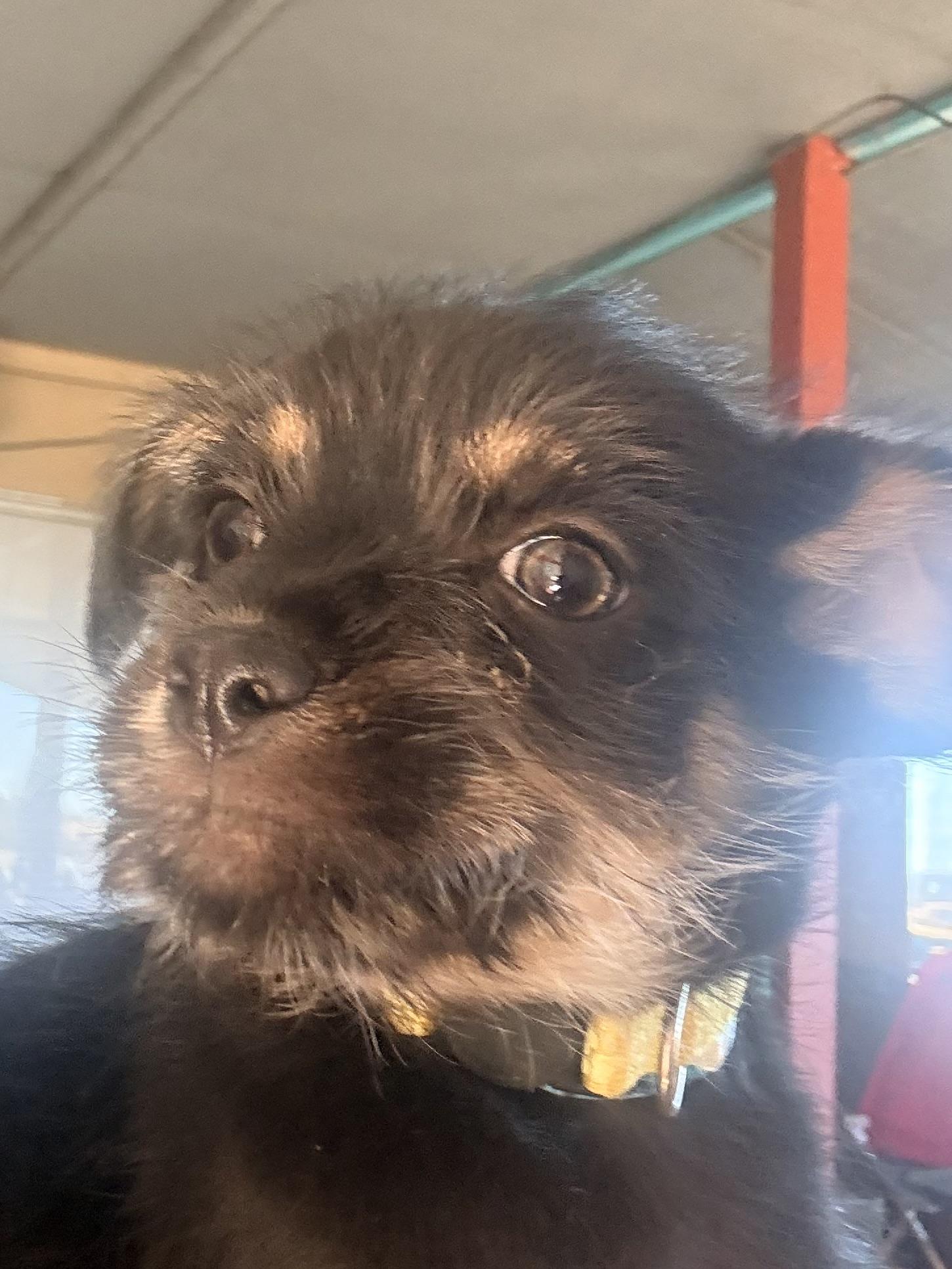 Enlarge Cousin It, a Adoptable mixed breed in valley springs, CA image 5/6