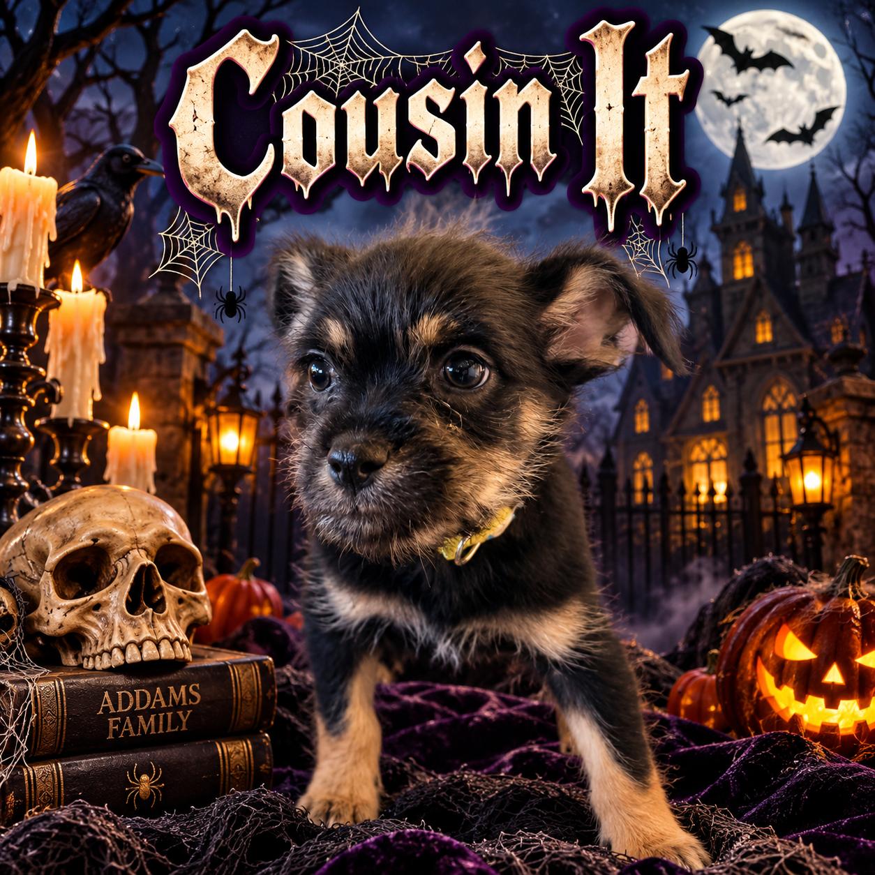 Enlarge Cousin It, a Adoptable mixed breed in valley springs, CA image 1/6