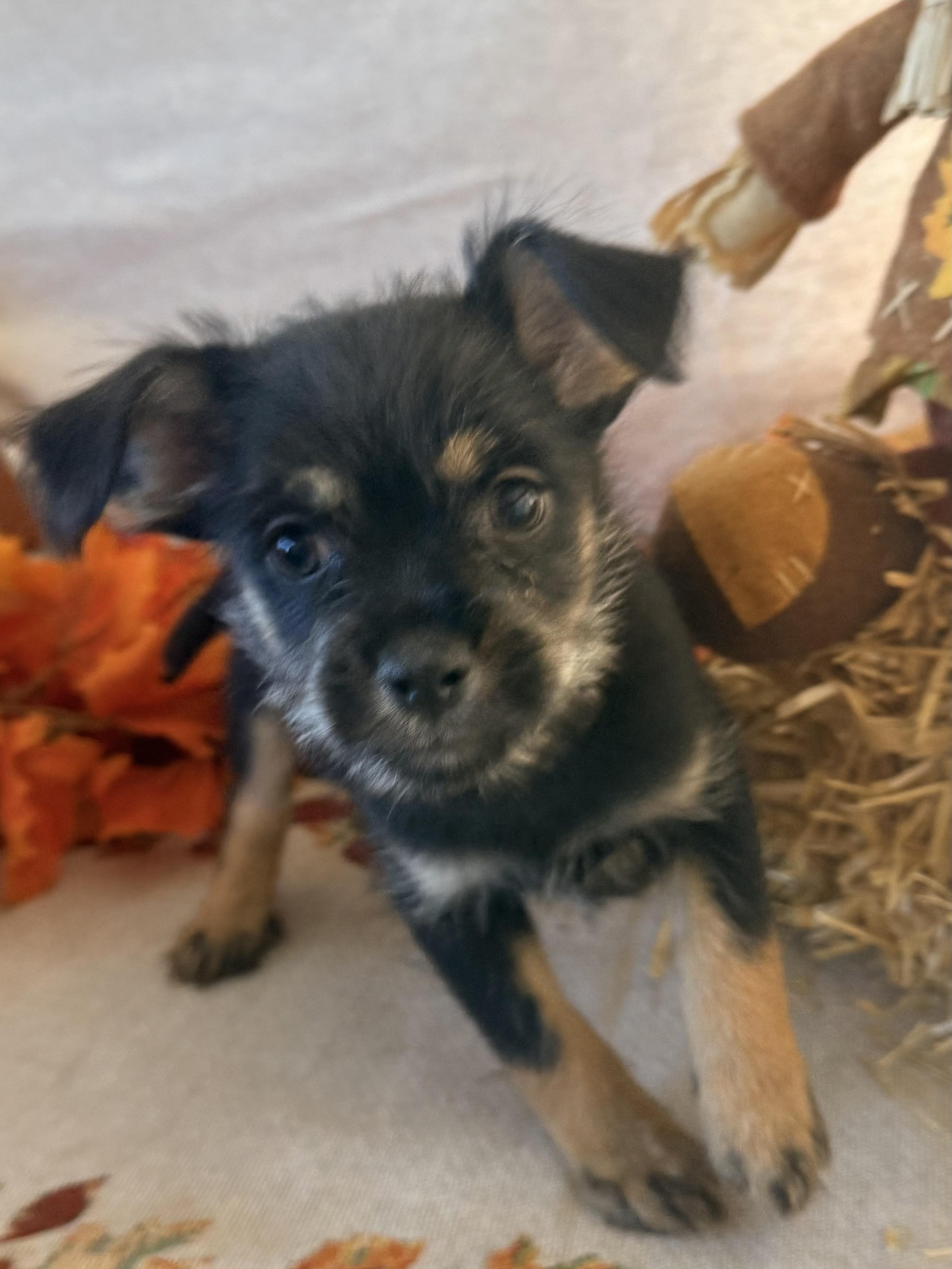 Enlarge Cousin It, a Adoptable mixed breed in valley springs, CA image 6/6