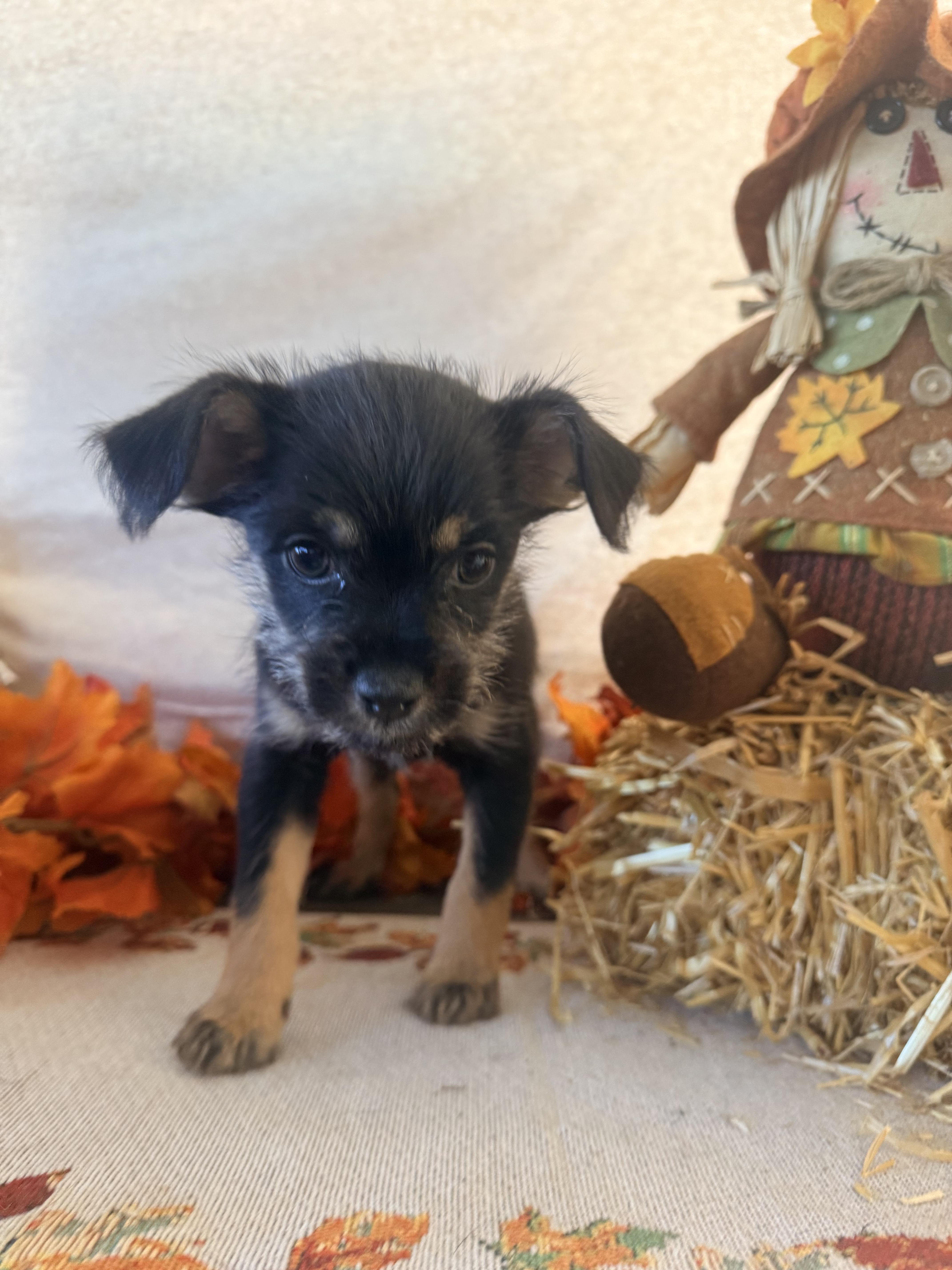 Enlarge Cousin It, a Adoptable mixed breed in valley springs, CA image 3/6