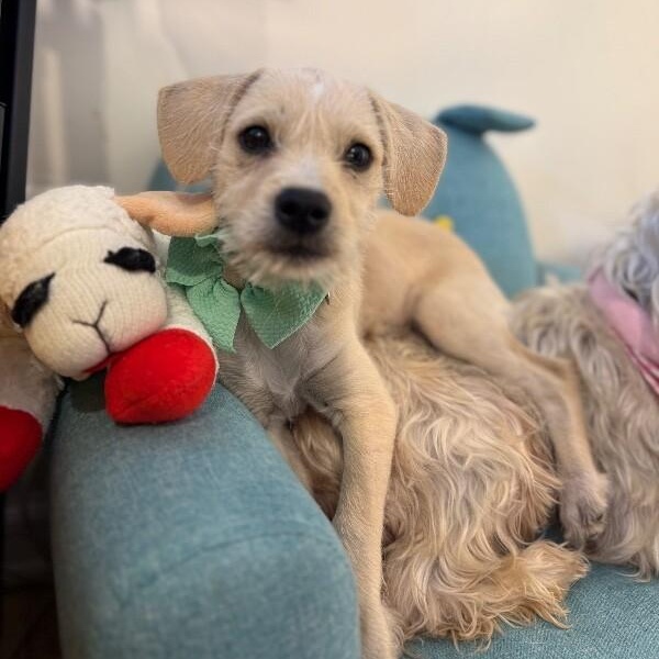 Samuel Scruffy thumbnail 2