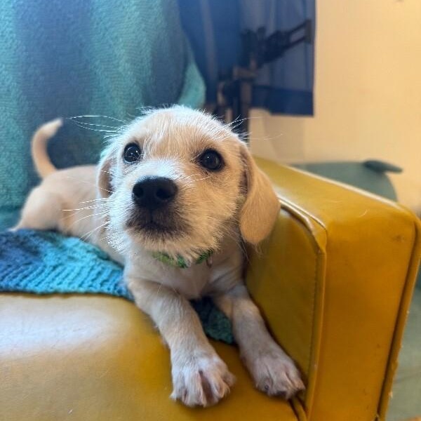 Samuel Scruffy thumbnail 3