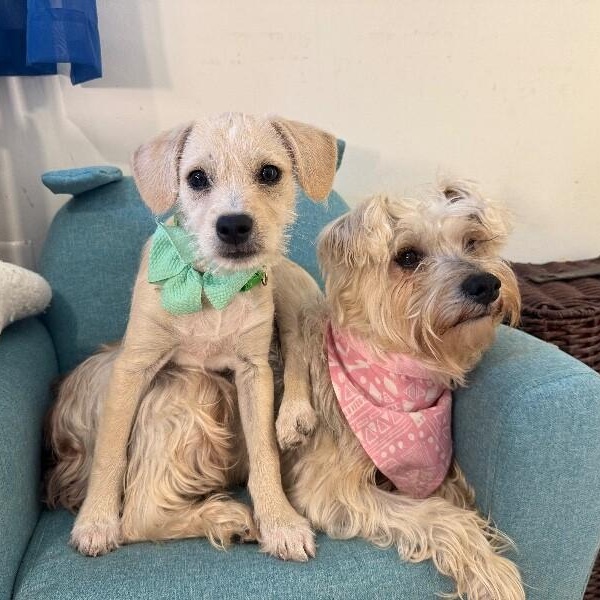 Samuel Scruffy thumbnail 4