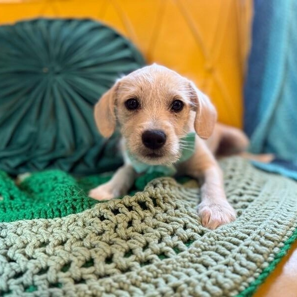 Samuel Scruffy thumbnail 5