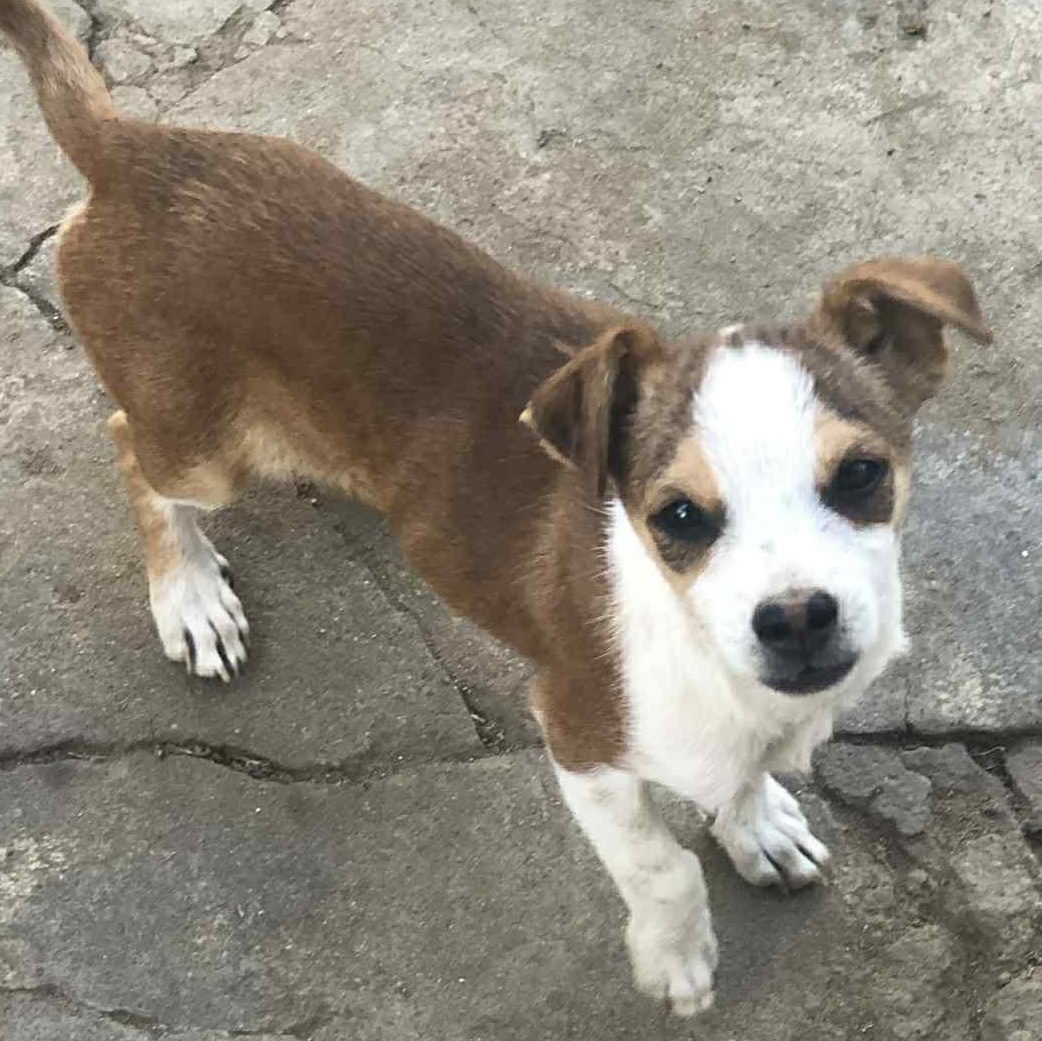 Mr. Bubble Bee CJ, a Adoptable mixed breed in Vancouver, BC image 3/3