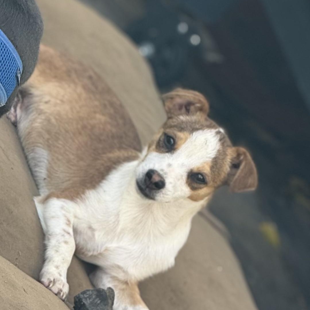 Mr. Bubble Bee CJ, Adoptable, Puppy Male Chihuahua & Jack Russell Terrier.