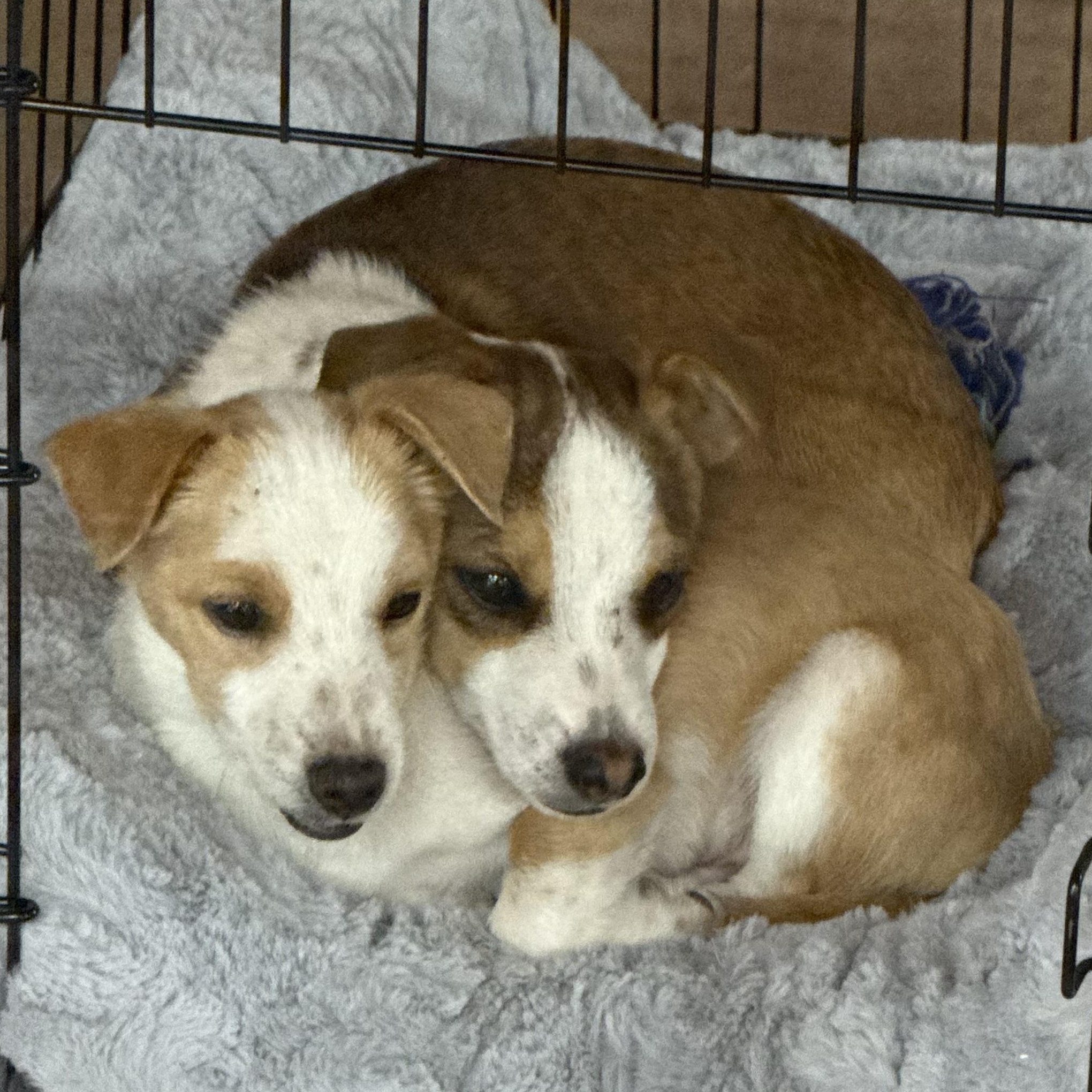 Mr. Bubble Bee CJ, a Adoptable mixed breed in Vancouver, BC image 2/3