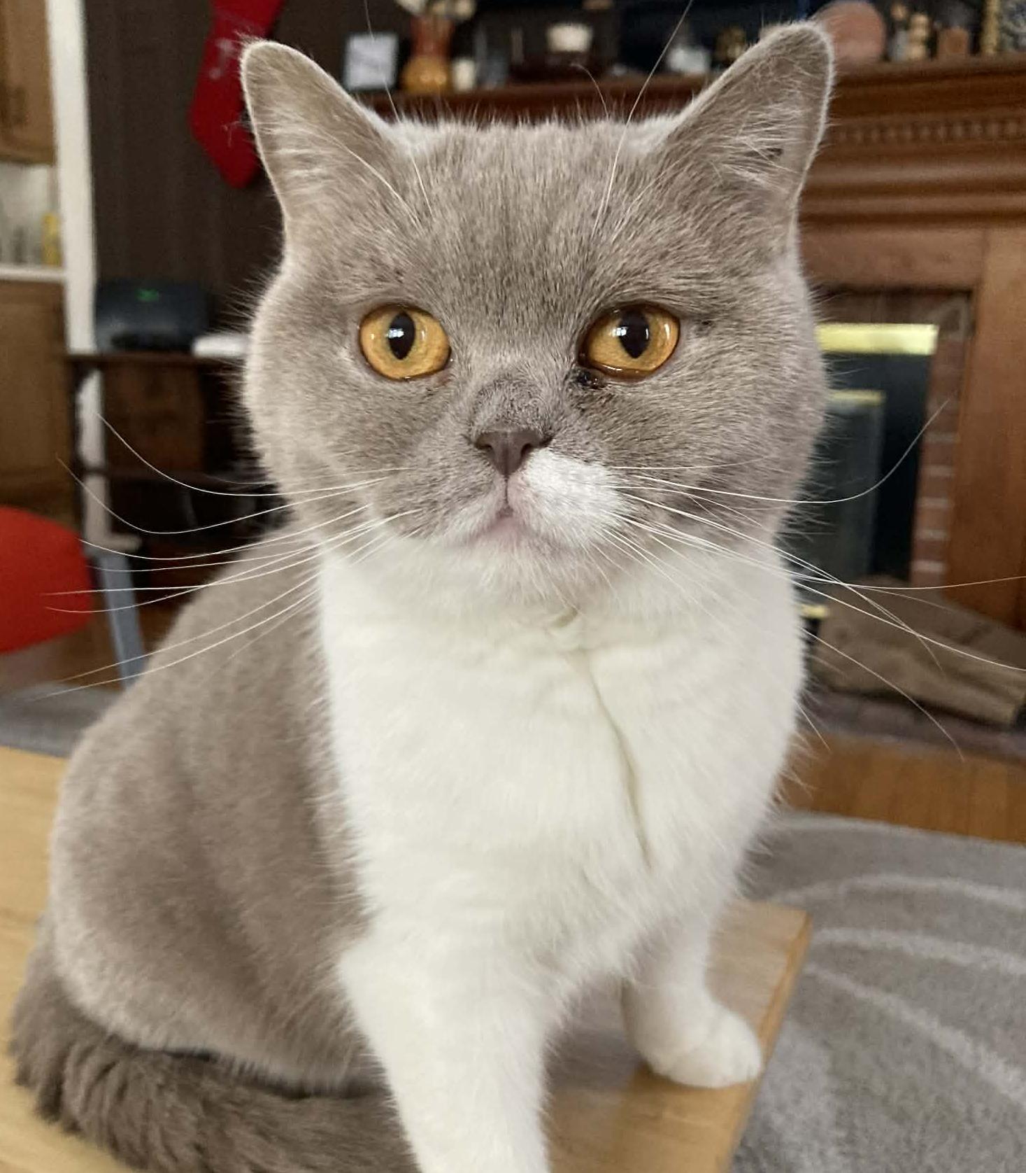 Enlarge Kim and Roman - bonded British Shorthair epic beauties!  READ BIO BEFORE APPLYING, a Adoptable British Shorthair in Bedford Hills, NY image 6/6